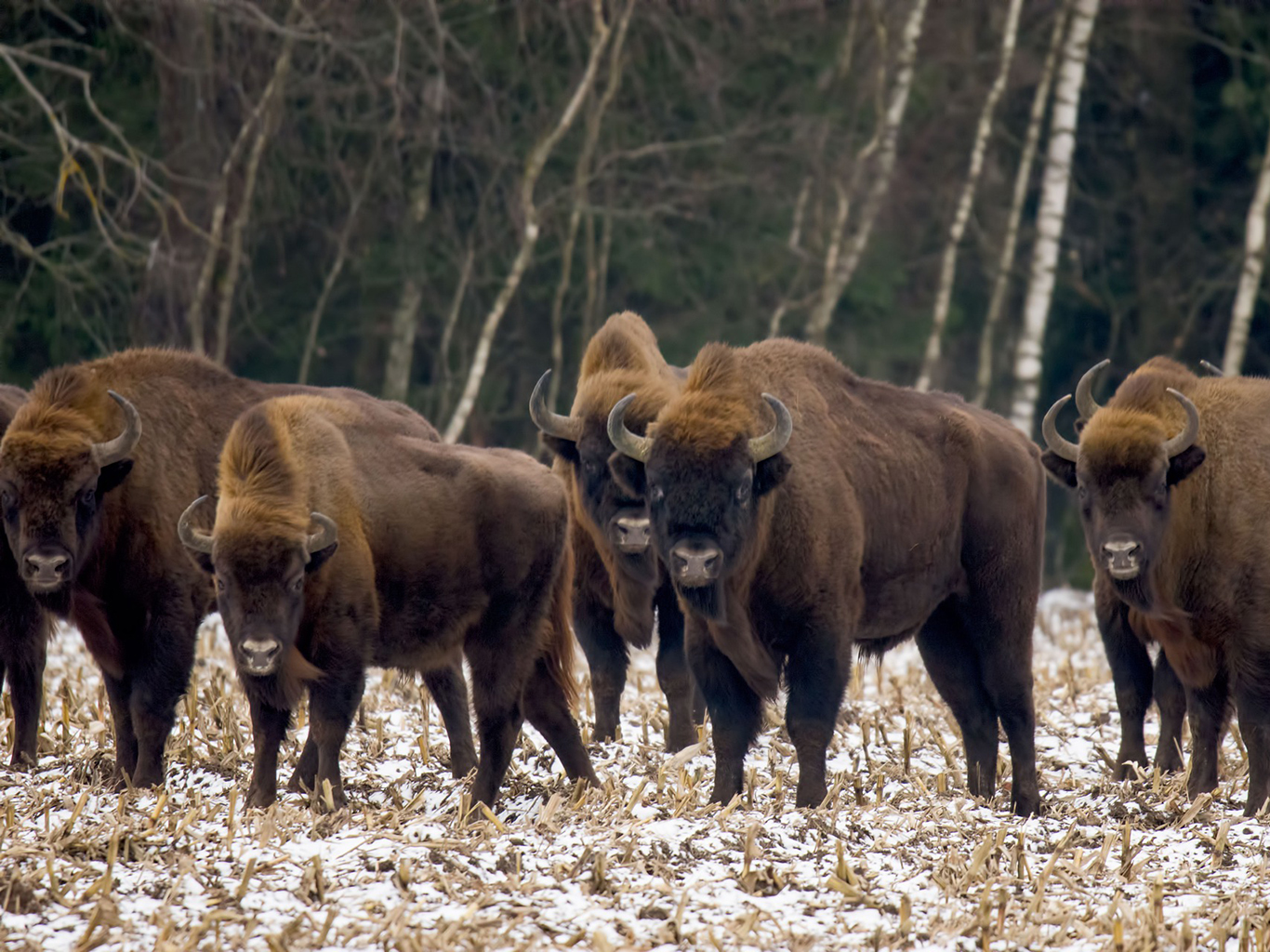 Faunu národního parku Bieszczady zastupuje také zubr evropský