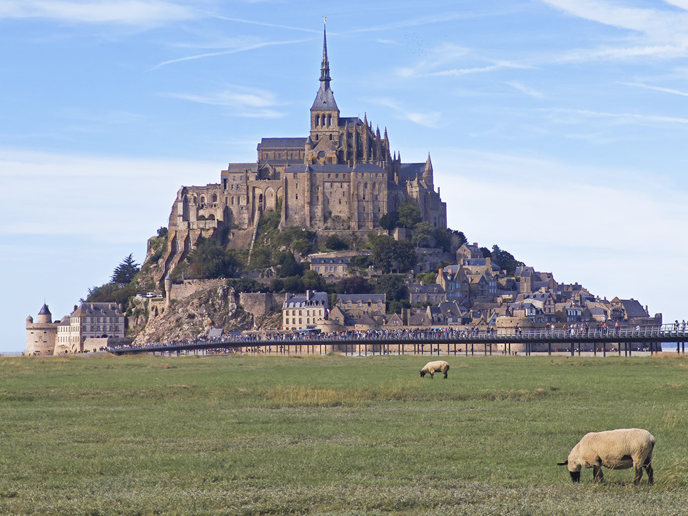 Na slaných lukách u Mt. St.-Michel se často pasou ovce