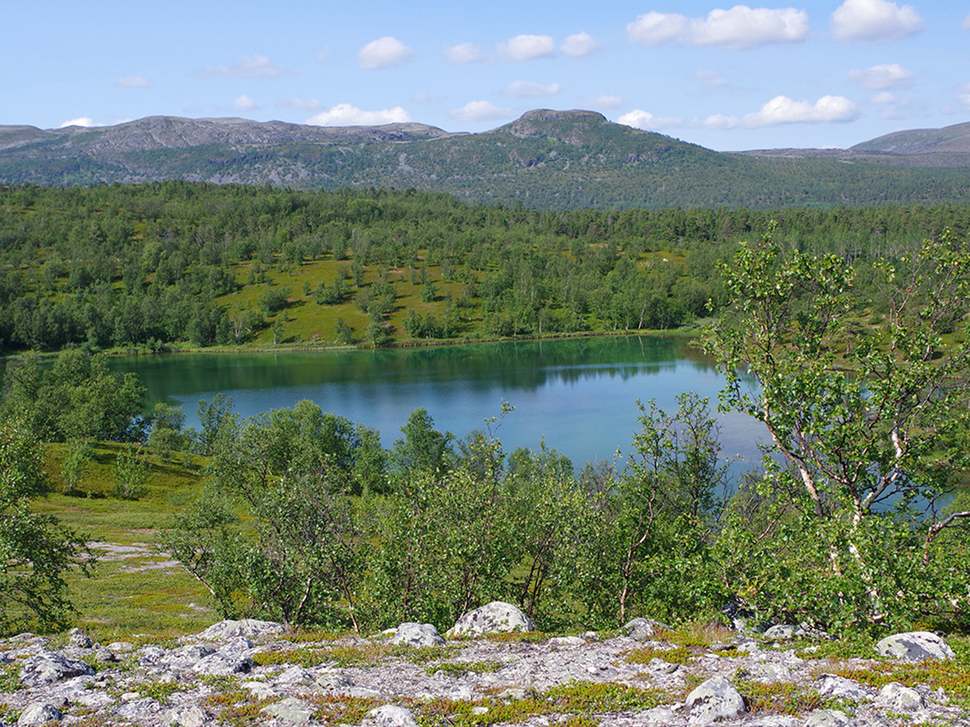 Lesnaté údolí arktického parku Stabbursdalen na severu Norska