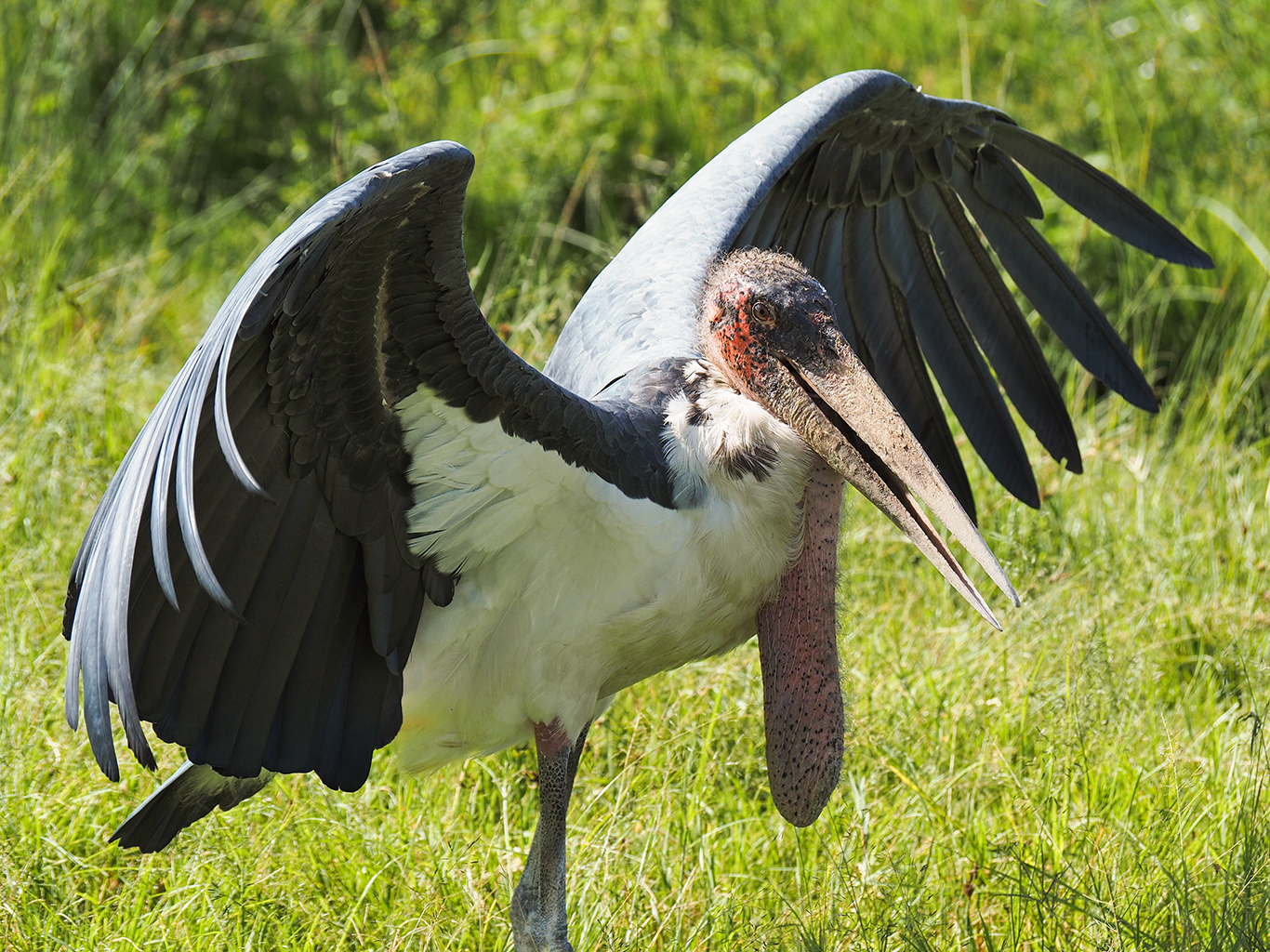 Marabu africký neboli čáp marabu v NP Serengeti