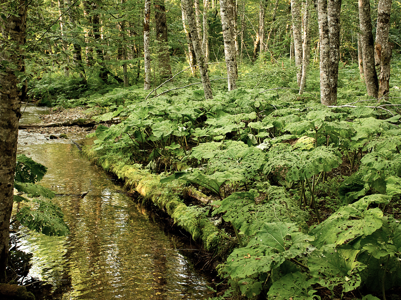 Biogradska Gora je nejstarším národním parkem Černé Hory