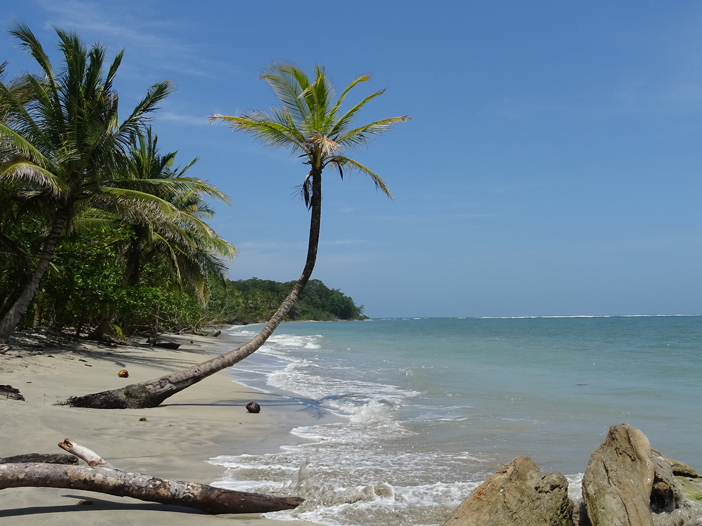 Palma na pláži Cahuita, která si vysloveně říká o fotku s vámi :-)