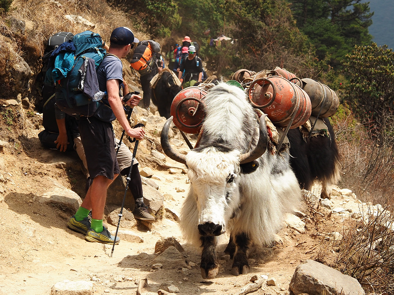 Jak je v Nepálu využíván jako jezdecké zvíře a na nošení těžkých nákladů