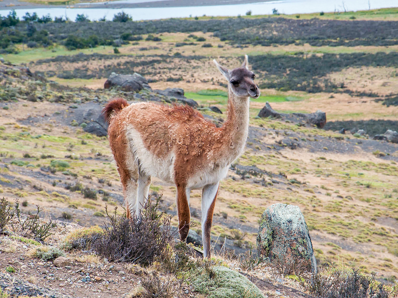 Lamy guanaco při cestách patagonskou pampou potkáme nejčastěji
