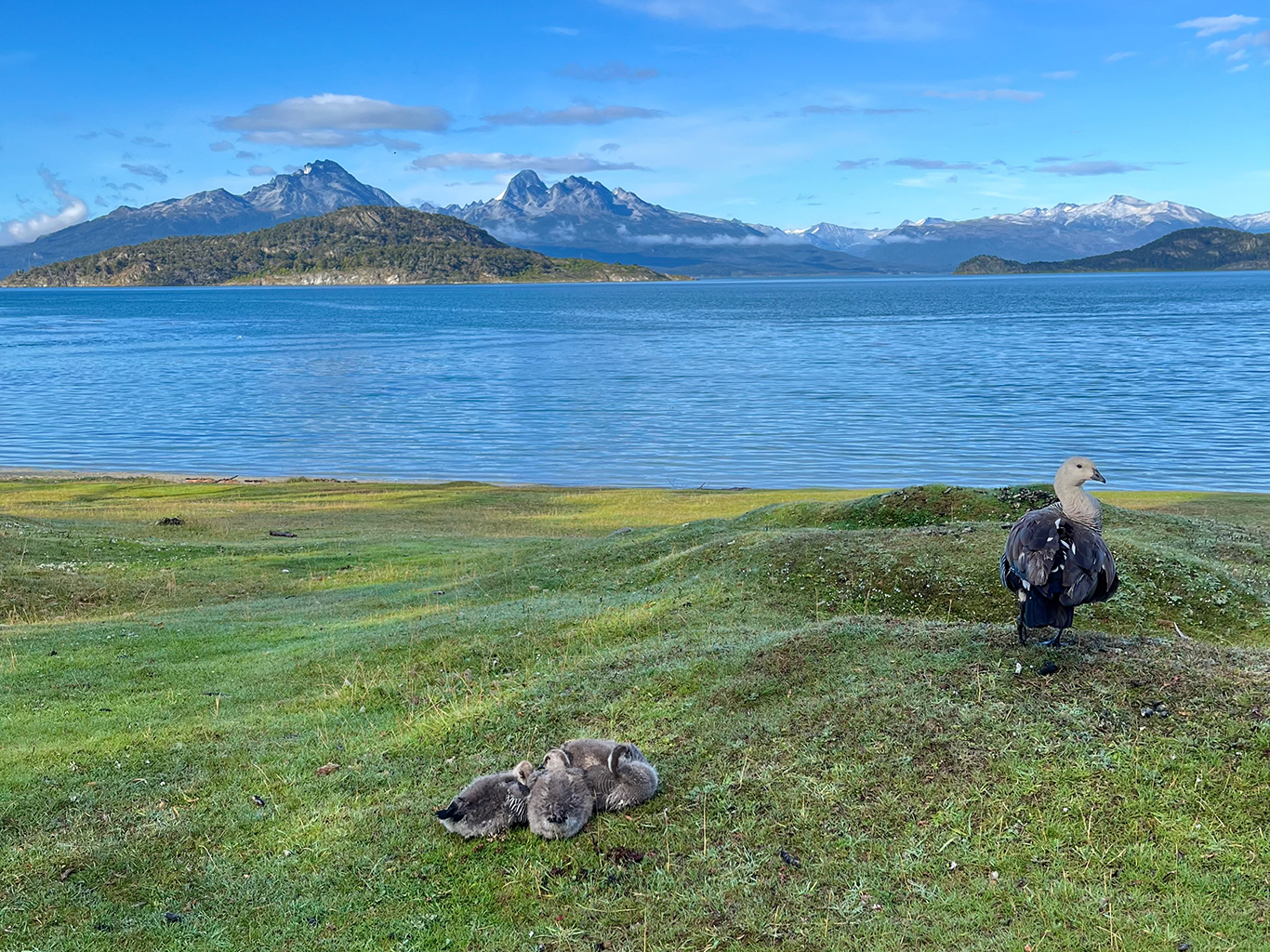 Divoká husa s mláďaty v Tierra del Fuego u jezera Laguna Esmeralda
