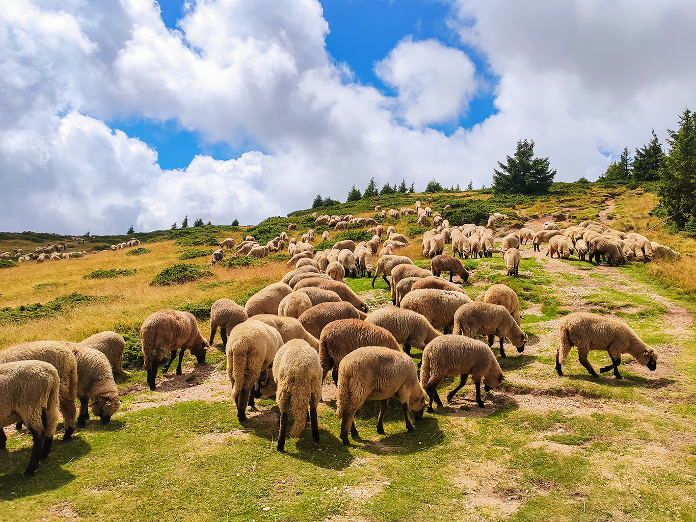 Rumunské hory jsou plné ovčích stád 