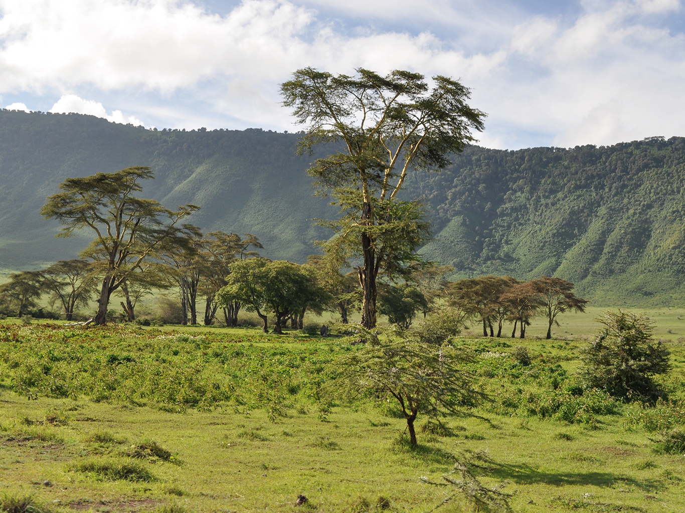 Pohled na travnatou stěnu kráteru Ngorongoro