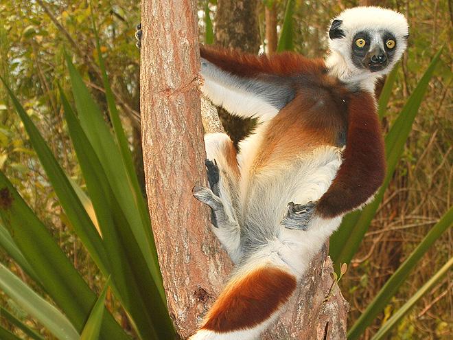 Zájezd Madagaskar