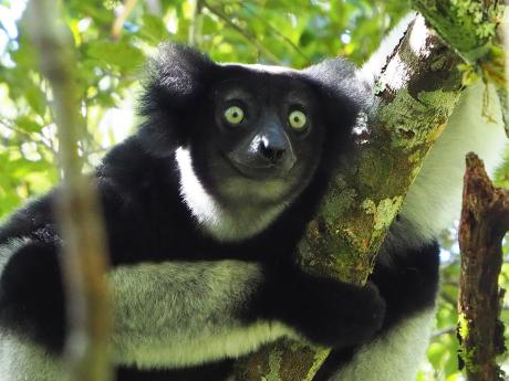 V rezervaci Analamazaotra je rozšířený také lemur indri 