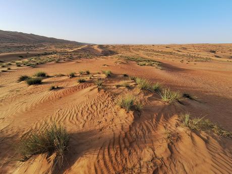 Poušť Wahiba je známá nedozírnými písečnými dunami, proto je populárním turistickým místem 