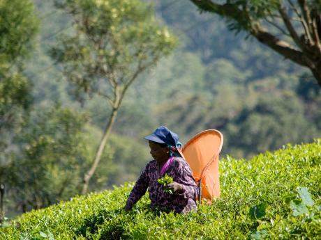 Sběračka čaje v oblasti Nuwara Eliya