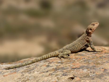 Skalnatá oblast Gobustánu představuje ideální prostředí pro agamy kavkazské