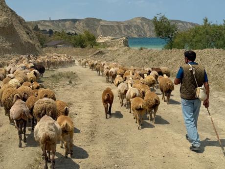 Tradičním způsobem obživy Ázerbájdžánců bylo vždy pastevectví