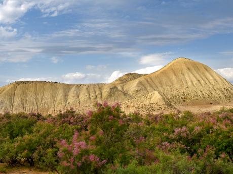 Rozkvetlé tamaryšky u sádrovcového krasu v Mingačeviru