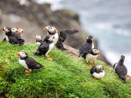 Papuchalků žijí na Islandu statisíce