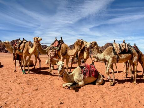 Ve Wadi Rum se můžete setkat jak s domestikovanými i divokými velbloudy