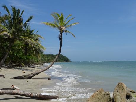 Palma na pláži Cahuita, která si vysloveně říká o fotku s vámi :-)