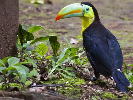 Kostarika je domovem mnoha druhů tukanů