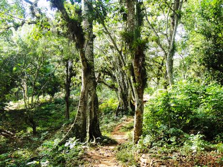 Túra tropickou džunglí v pohoří Sierra del Escambray