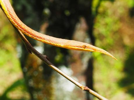 Langaha listonosá je endemickým hadem, kterého je obtížné spatřit