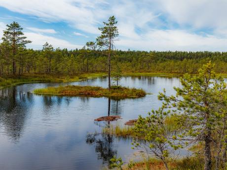 Rozsáhlá rašeliniště v národním parku Lahemaa