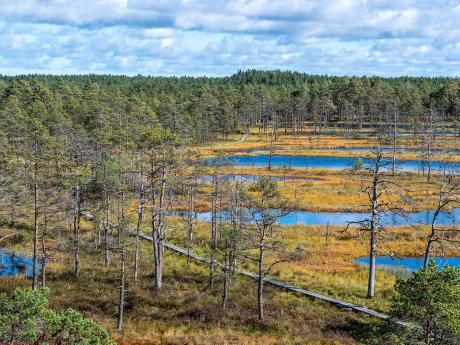 Výhled na rašeliniště Viru Raba v národním parku Lahemaa