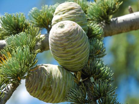 Mezi typický porost Provence patří i cedr atlaský