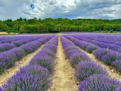 Levandule v Provence kvete zpravidla od června do srpna