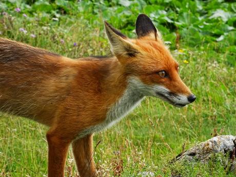 V Rumunsku není problém narazit v přírodě na lišku