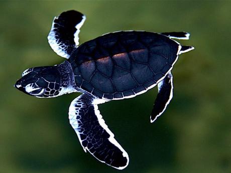 Želví líhně v Kosgodě přispívají k rozšíření ohrožených karet