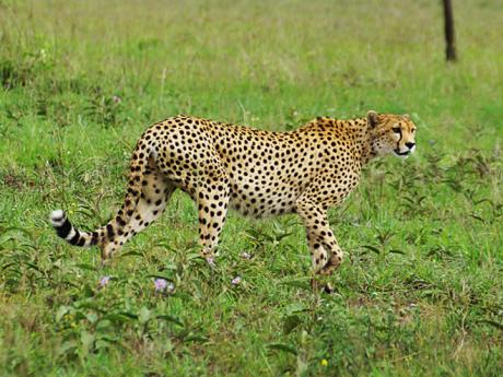 Gepard je nejrychlejším suchozemským živočichem na světě