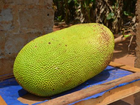 Jackfruit neboli žakie je největší ovoce na světě