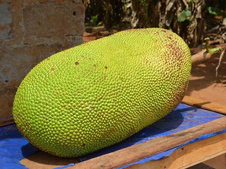 Jackfruit neboli žakie je největší ovoce na světě