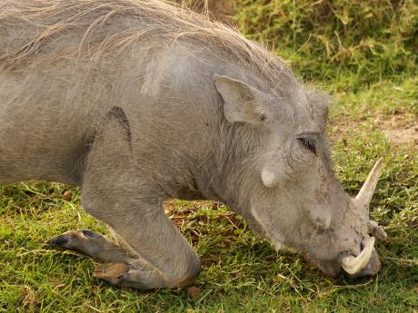 Pasoucí se prase savanové v kráteru Ngorongoro