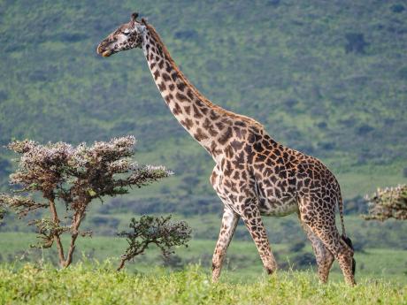 Žirafa cestou do NP Serengeti