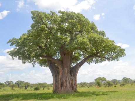 Baobab v národním parku Tarangire