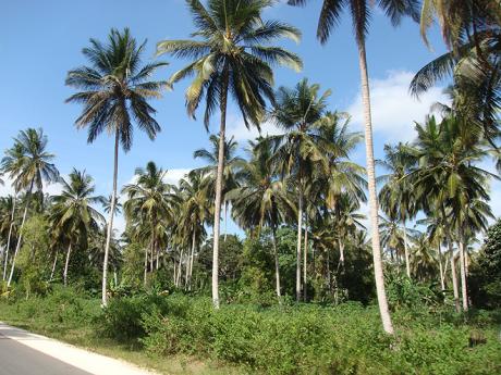 Kokosové palmy na Zanzibaru