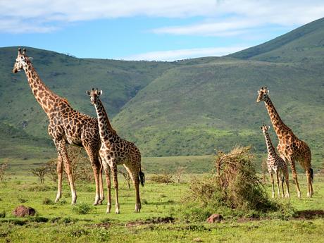 Žirafy žijí v menších skupinách, jejichž složení se neustále mění