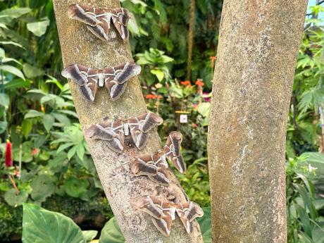 V tropické zahradě Mariposario se můžete projít mezi více než 800 motýli