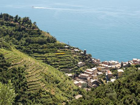 Terasovité vinice v přímořské oblasti Cinque Terre