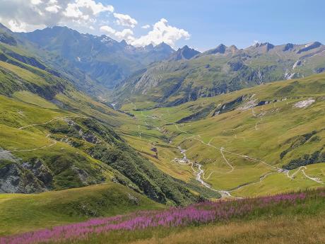 Kvetoucí louka v sedle Col de la Seigne na francouzsko-italském pomezí